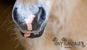 Ponyplantage-Corona Update